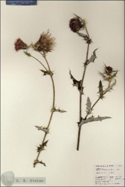 URN_catalog_HBHinton_herbarium_25401.jpg.jpg