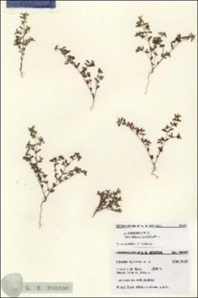 URN_catalog_HBHinton_herbarium_28492.jpg.jpg