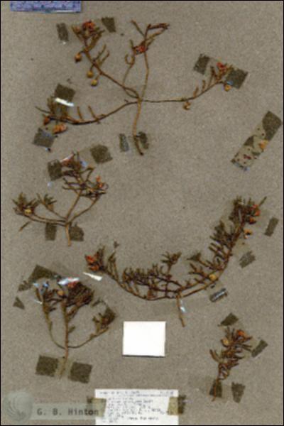 URN_catalog_HBHinton_herbarium_18988.jpg.jpg