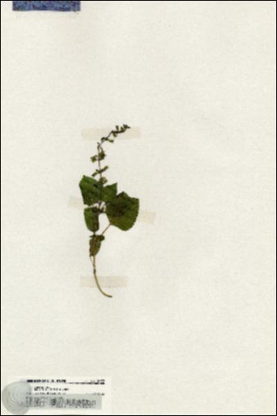 URN_catalog_HBHinton_herbarium_19937.jpg.jpg