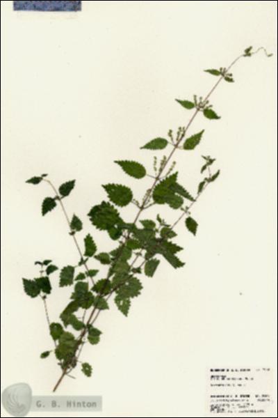 URN_catalog_HBHinton_herbarium_23160.jpg.jpg
