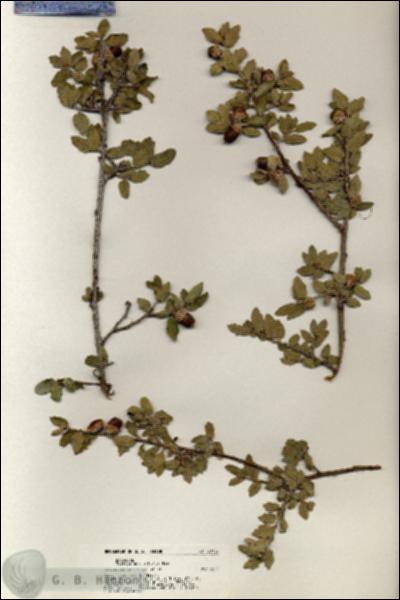 URN_catalog_HBHinton_herbarium_20727.jpg.jpg