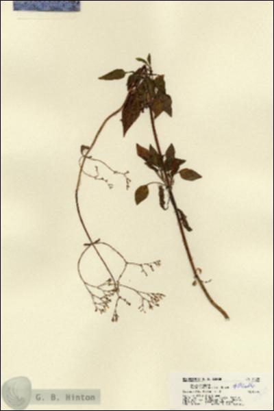 URN_catalog_HBHinton_herbarium_22429.jpg.jpg