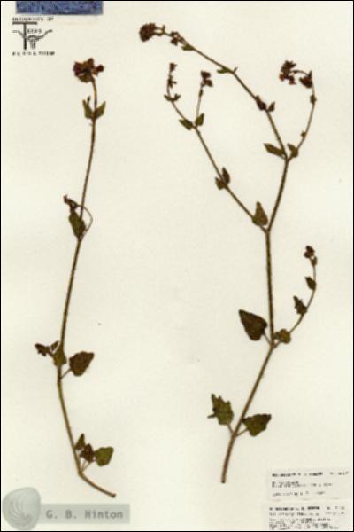 URN_catalog_HBHinton_herbarium_25426.jpg.jpg