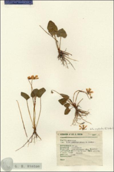 URN_catalog_HBHinton_herbarium_6167.jpg.jpg