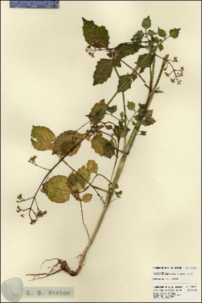 URN_catalog_HBHinton_herbarium_23462.jpg.jpg