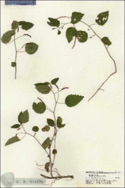 URN_catalog_HBHinton_herbarium_21175.jpg.jpg