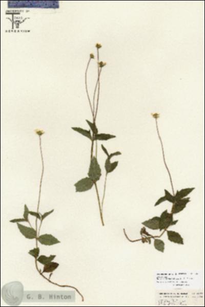 URN_catalog_HBHinton_herbarium_26655.jpg.jpg