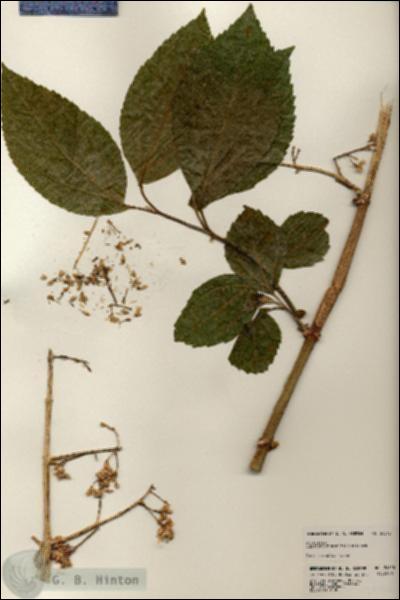 URN_catalog_HBHinton_herbarium_24518.jpg.jpg