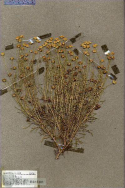 URN_catalog_HBHinton_herbarium_19504.jpg.jpg