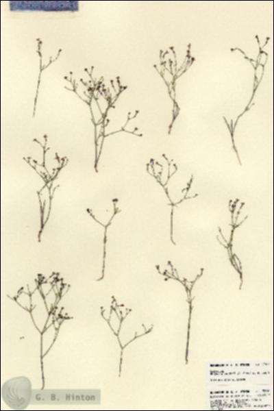 URN_catalog_HBHinton_herbarium_22861.jpg.jpg