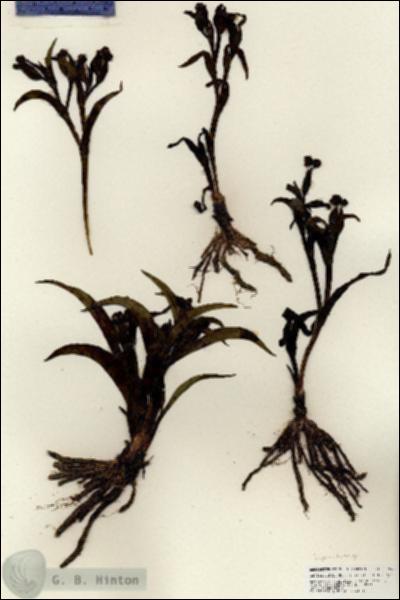 URN_catalog_HBHinton_herbarium_25955.jpg.jpg