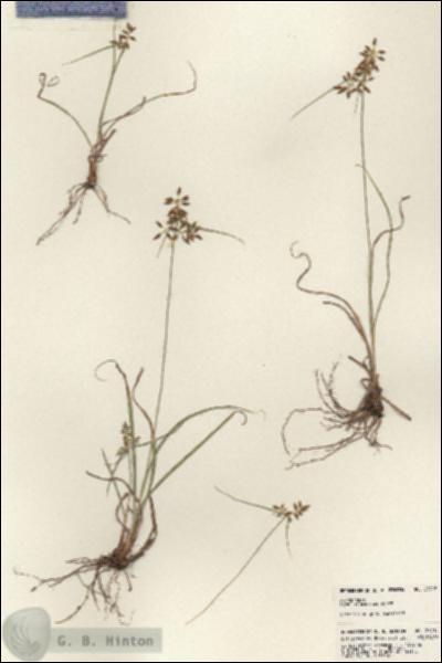 URN_catalog_HBHinton_herbarium_23715.jpg.jpg