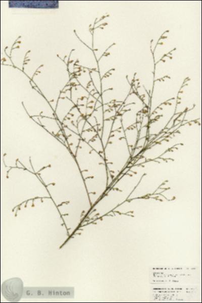 URN_catalog_HBHinton_herbarium_24999.jpg.jpg