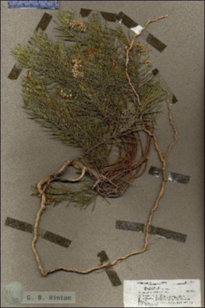 URN_catalog_HBHinton_herbarium_19604.jpg.jpg