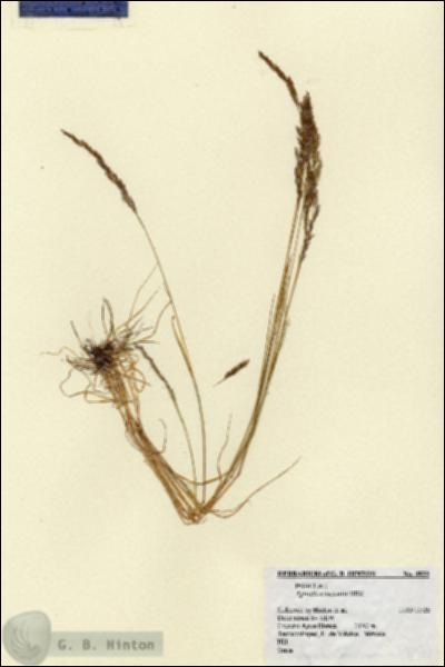 URN_catalog_HBHinton_herbarium_4933.jpg.jpg