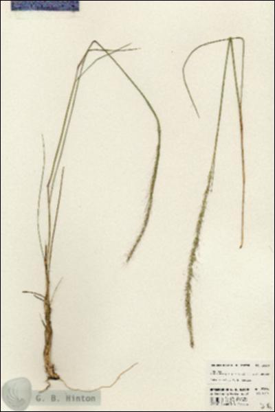 URN_catalog_HBHinton_herbarium_23636.jpg.jpg