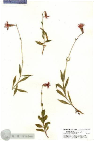 URN_catalog_HBHinton_herbarium_20741.jpg.jpg