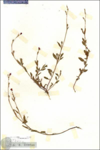 URN_catalog_HBHinton_herbarium_17143.jpg.jpg