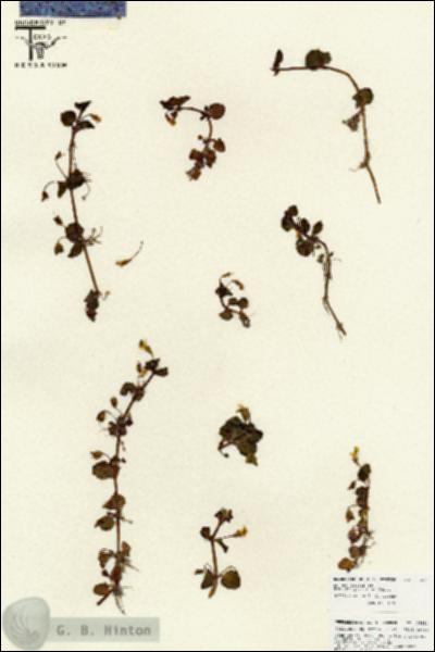 URN_catalog_HBHinton_herbarium_25853.jpg.jpg