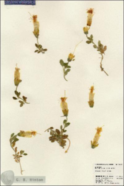 URN_catalog_HBHinton_herbarium_24145.jpg.jpg