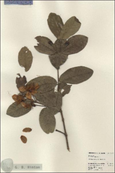 URN_catalog_HBHinton_herbarium_24167.jpg.jpg