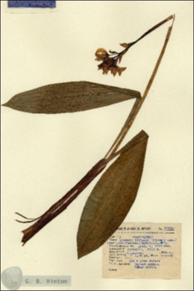 URN_catalog_HBHinton_herbarium_14430-1.jpg.jpg