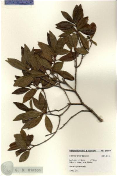 URN_catalog_HBHinton_herbarium_27977.jpg.jpg