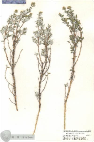 URN_catalog_HBHinton_herbarium_20295.jpg.jpg