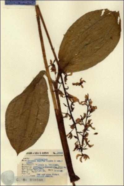 URN_catalog_HBHinton_herbarium_14423.jpg.jpg