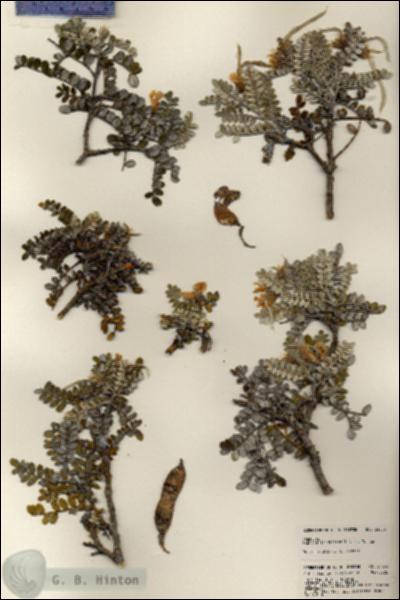 URN_catalog_HBHinton_herbarium_24053-1.jpg.jpg