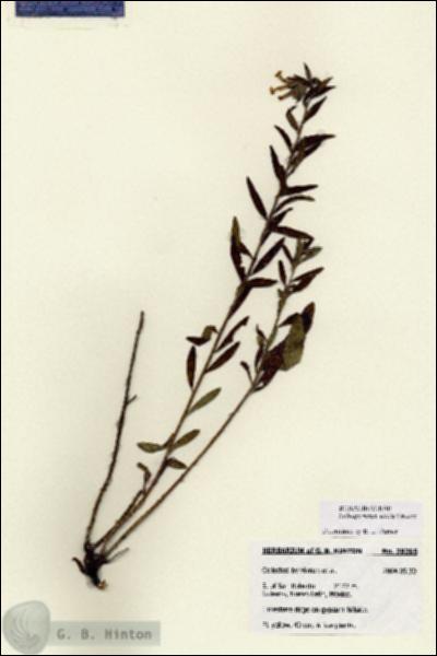 URN_catalog_HBHinton_herbarium_28265.jpg.jpg