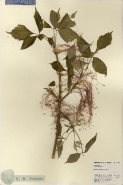 URN_catalog_HBHinton_herbarium_21851.jpg.jpg