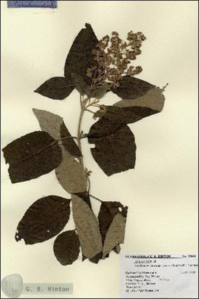 URN_catalog_HBHinton_herbarium_19800.jpg.jpg