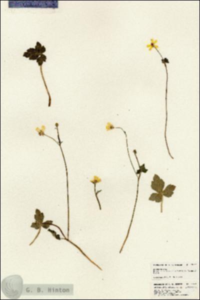 URN_catalog_HBHinton_herbarium_25167.jpg.jpg