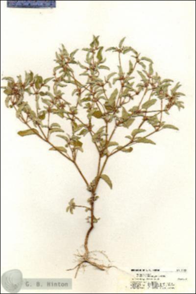 URN_catalog_HBHinton_herbarium_20332.jpg.jpg