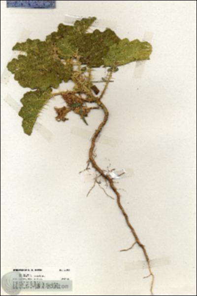 URN_catalog_HBHinton_herbarium_20001.jpg.jpg