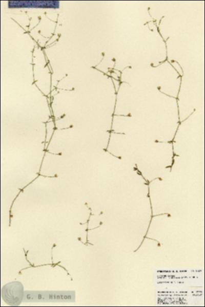 URN_catalog_HBHinton_herbarium_23279.jpg.jpg