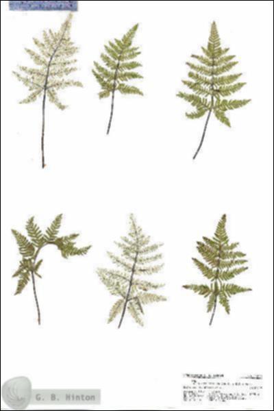 URN_catalog_HBHinton_herbarium_20773.jpg.jpg