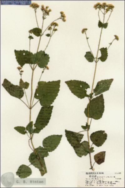 URN_catalog_HBHinton_herbarium_21739.jpg.jpg