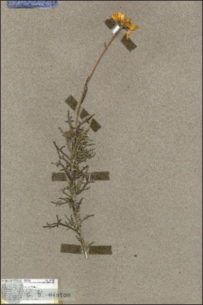 URN_catalog_HBHinton_herbarium_18432.jpg.jpg