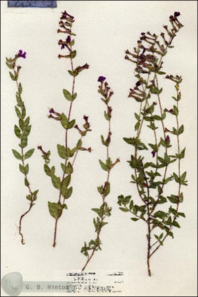 URN_catalog_HBHinton_herbarium_20713.jpg.jpg