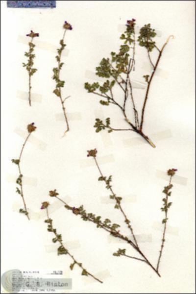 URN_catalog_HBHinton_herbarium_19284.jpg.jpg