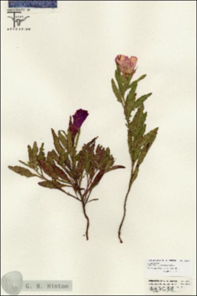 URN_catalog_HBHinton_herbarium_25547.jpg.jpg