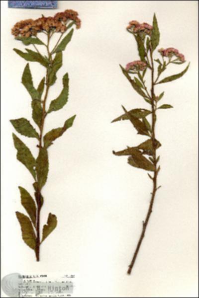 URN_catalog_HBHinton_herbarium_20541.jpg.jpg