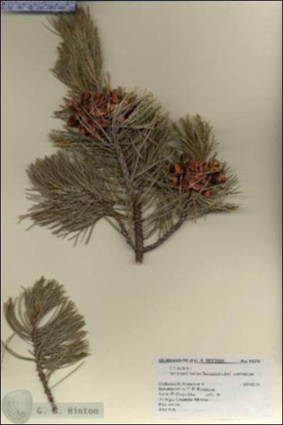 URN_catalog_HBHinton_herbarium_19370.jpg.jpg