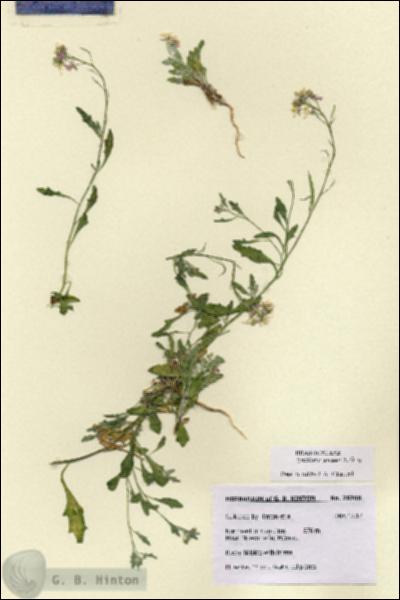 URN_catalog_HBHinton_herbarium_28768.jpg.jpg