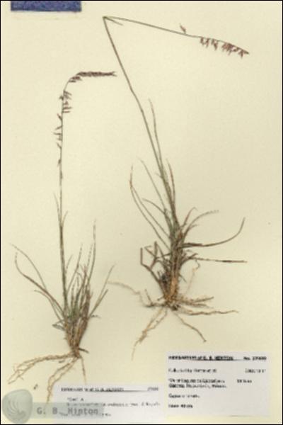 URN_catalog_HBHinton_herbarium_27889.jpg.jpg