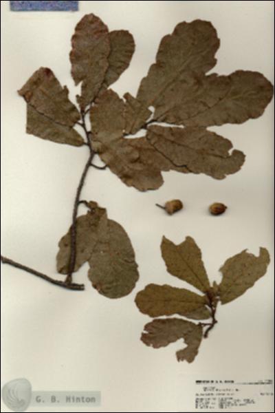URN_catalog_HBHinton_herbarium_22558.jpg.jpg