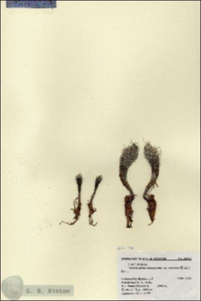 URN_catalog_HBHinton_herbarium_26902.jpg.jpg